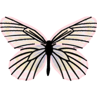 Brush Footed Butterflies Animals Brush Footed Butterflies Animals