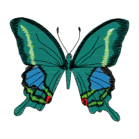 Brush Footed Butterflies Animals Brush Footed Butterflies Animals