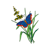 Brush Footed Butterflies Animals Brush Footed Butterflies Animals