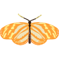 Brush Footed Butterflies Animals Brush Footed Butterflies Animals