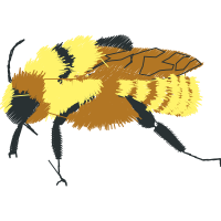 Bumblebee Animals