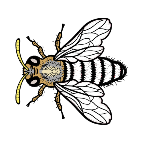 Bumblebee Animals Bumblebee Animals