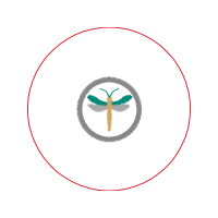 Car Animals Car Animals