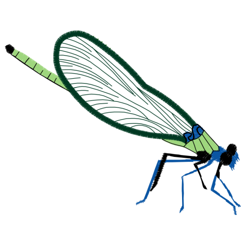 Damselflies Animals Damselflies Animals