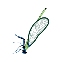 Damselflies Animals Damselflies Animals
