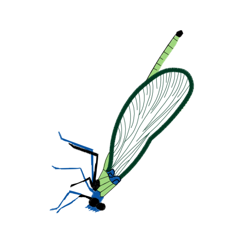 Damselflies Animals Damselflies Animals