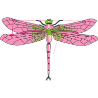 Dragonfly Animals Dragonfly Animals