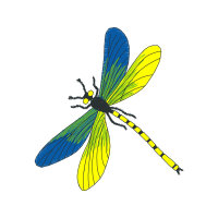 Dragonfly Animals Dragonfly Animals