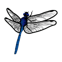 Dragonfly Animals Dragonfly Animals