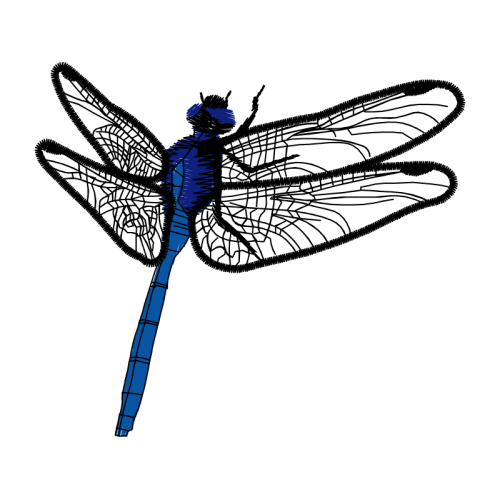 Dragonfly Animals Dragonfly Animals
