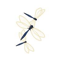 Dragonfly Animals