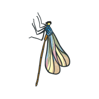 Dragonfly Animals