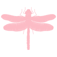 Dragonfly Animals Dragonfly Animals