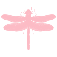 Dragonfly Animals Dragonfly Animals