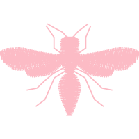 Dragonfly Animals Dragonfly Animals