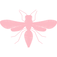 Dragonfly Animals Dragonfly Animals