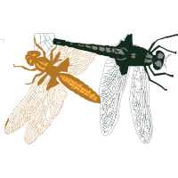 Dragonfly Animals