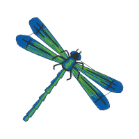 Dragonfly Animals Dragonfly Animals