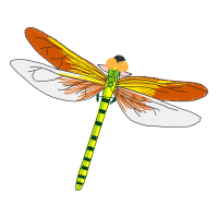 Dragonfly Animals Dragonfly Animals