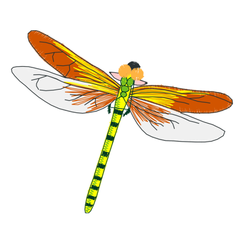 Dragonfly Animals Dragonfly Animals