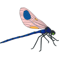 Dragonfly Animals Dragonfly Animals