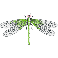 Dragonfly Animals Dragonfly Animals