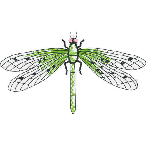 Dragonfly Animals Dragonfly Animals