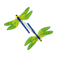 Dragonfly Animals Dragonfly Animals