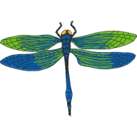 Dragonfly Animals Dragonfly Animals