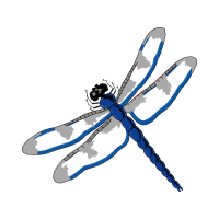 Dragonfly Animals