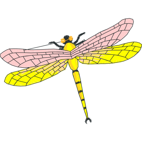 Dragonfly Animals Dragonfly Animals