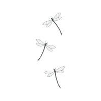 Dragonfly Animals Dragonfly Animals