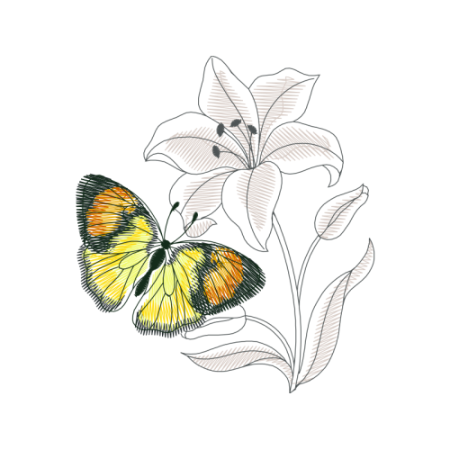 Drawing Animals Drawing Animals