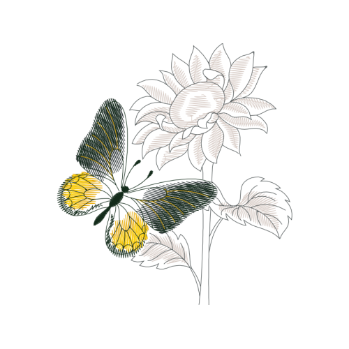 Drawing Animals Drawing Animals