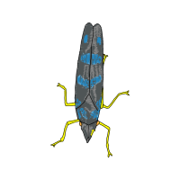 Earwig Animals Earwig Animals