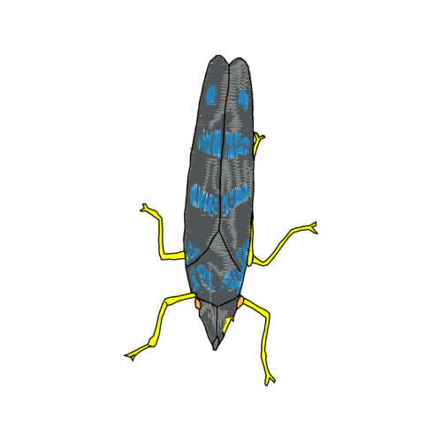 Earwig Animals Earwig Animals