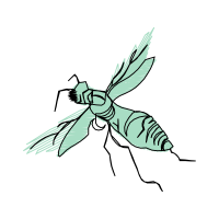 Gall Wasps Animals Gall Wasps Animals