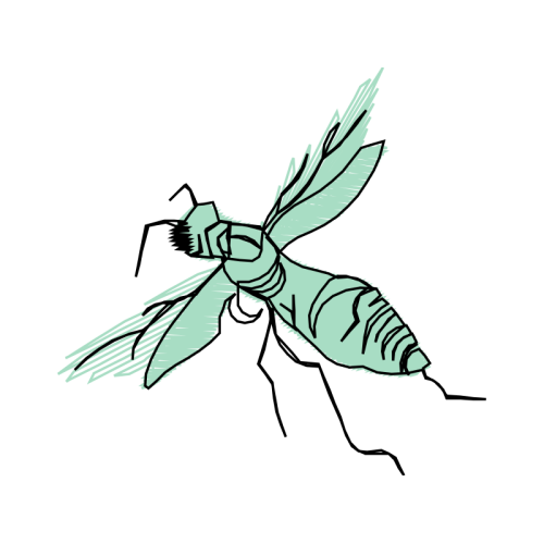 Gall Wasps Animals Gall Wasps Animals