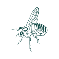 Gall Wasps Animals Gall Wasps Animals