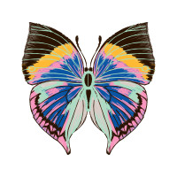 Gossamer Winged Butterflies Animals Gossamer Winged Butterflies Animals