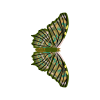 Gossamer Winged Butterflies Animals Gossamer Winged Butterflies Animals