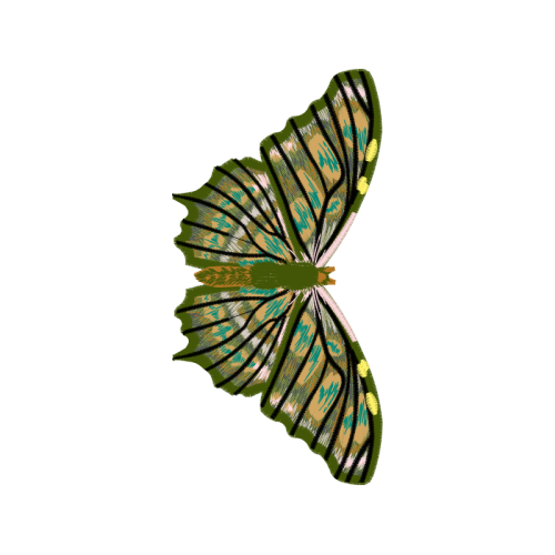 Gossamer Winged Butterflies Animals Gossamer Winged Butterflies Animals