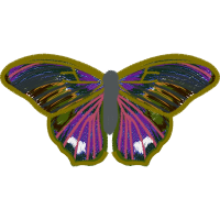 Gossamer Winged Butterflies Animals Gossamer Winged Butterflies Animals