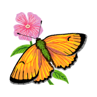 Gossamer Winged Butterflies Animals Gossamer Winged Butterflies Animals