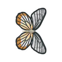 Gossamer Winged Butterflies Animals Gossamer Winged Butterflies Animals