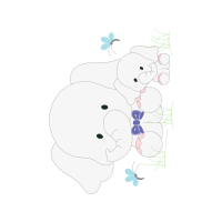 Gossamer Winged Butterflies Animals