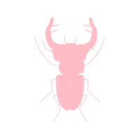Homarus Animals