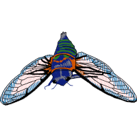 Housefly Animals Housefly Animals