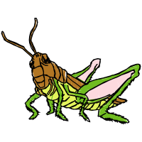 Illustration Animals