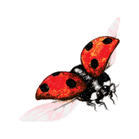 Illustration Animals